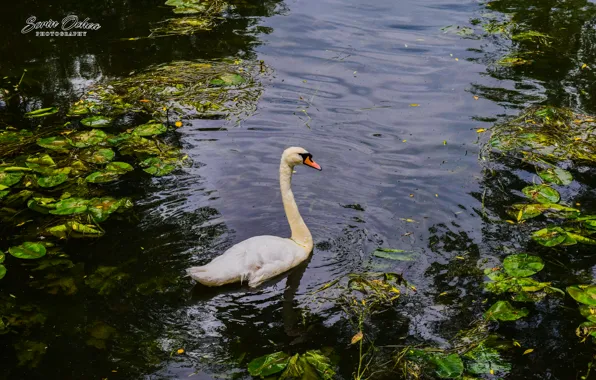 Nature, Birds, Water, Lake, Swan, Animals, Sorin Ochea Photohraphy, Lebada