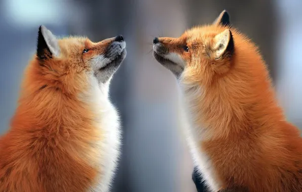 Love, nature, animal, two foxes in love