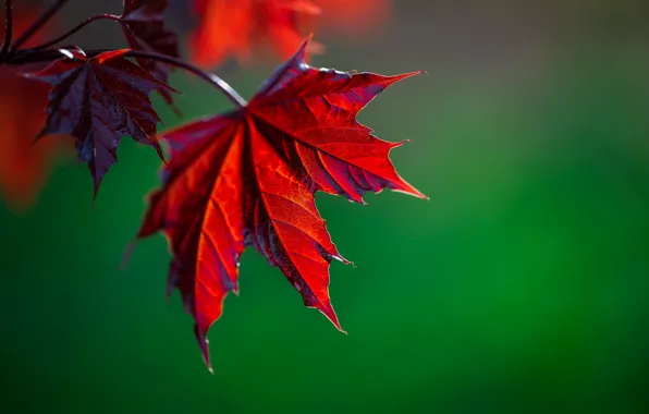 Picture leaves, branch, bokeh