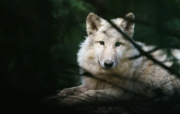 White, look, face, nature, wolf, portrait, Arctic, polar