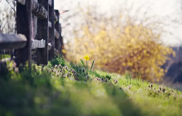 Summer, grass, the fence