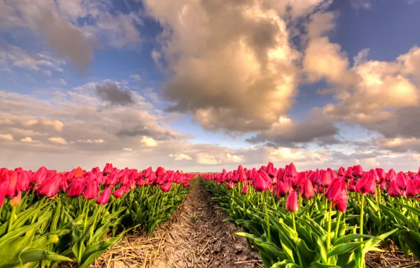 Greens, field, the sky, leaves, clouds, flowers, nature, bright
