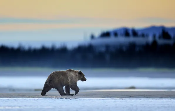 Picture Alaska, Predator, Sunrise, Wild, Lake, Bear, Clark, Mammal