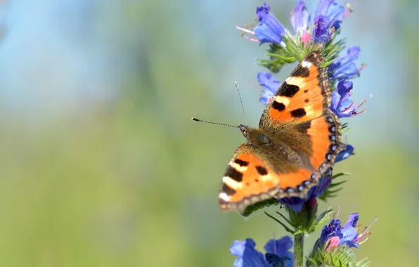 Summer, macro, flowers, green, background, butterfly, blue, insect