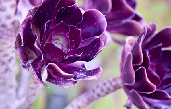 Flower, purple, macro, photo, petals