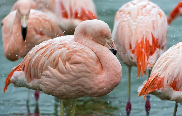 Bird, pink, Flamingo