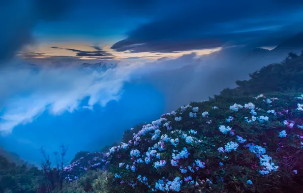 Picture flowers, mountains, fog