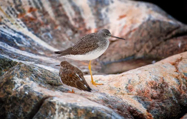 Birds, stones, background, blur