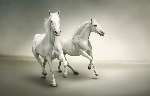 Picture horses, running, white