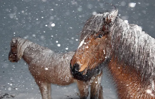 Winter, snow, the wind, horse, cereal