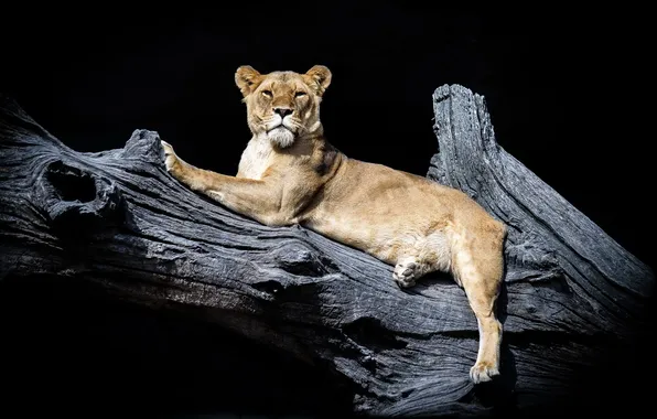 Picture tree, lies, lioness, black background