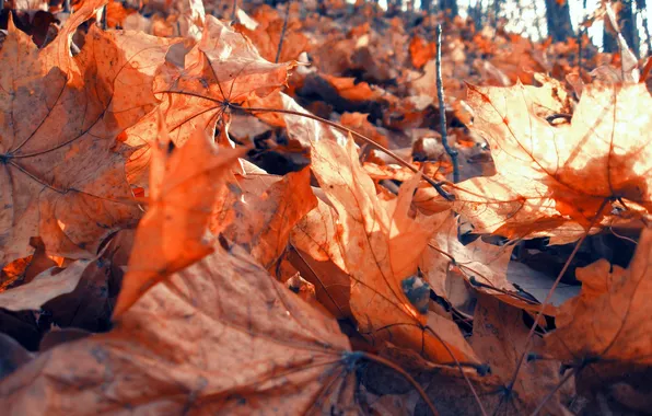 FOREST, LEAVES, MACRO, AUTUMN, FOLIAGE