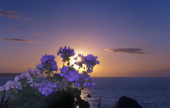 Sea, sunset, flowers