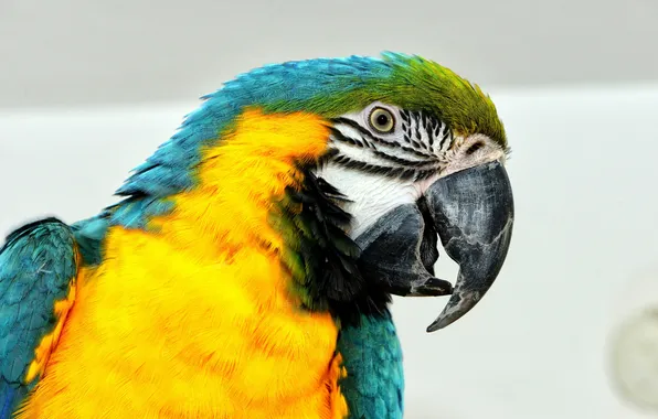 Picture macro, bird, parrot