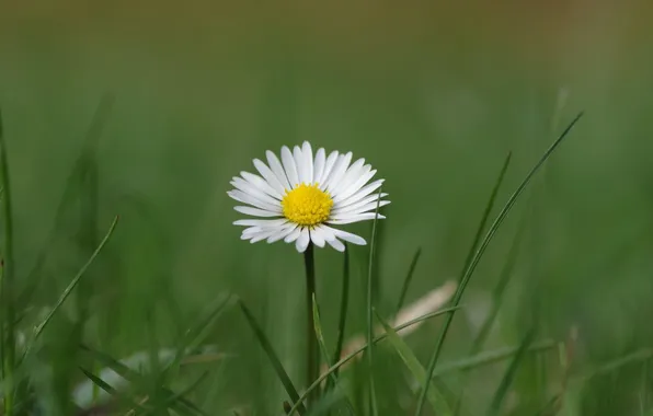 Greens, white, flower, grass, Daisy