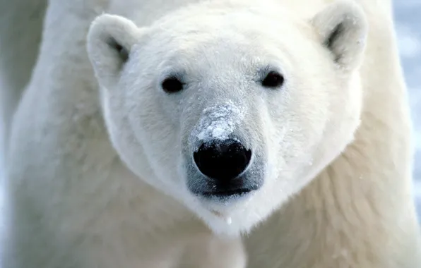 Picture face, White, bear