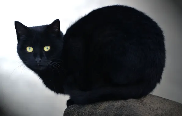 Picture cat, look, stone, black cat