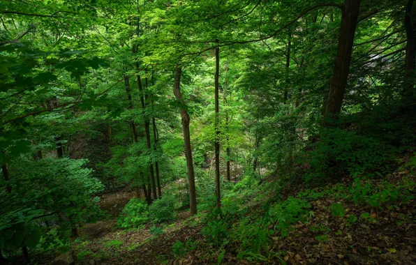 Greens, forest, trees, stream, waterfall, Canada, Ontario, Felker’s Falls Conservation Area