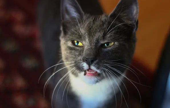 Eyes, mustache, look, background, cat