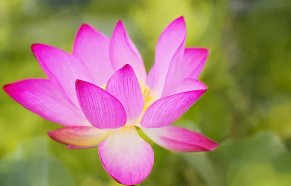 Macro, nature, petals, Lotus