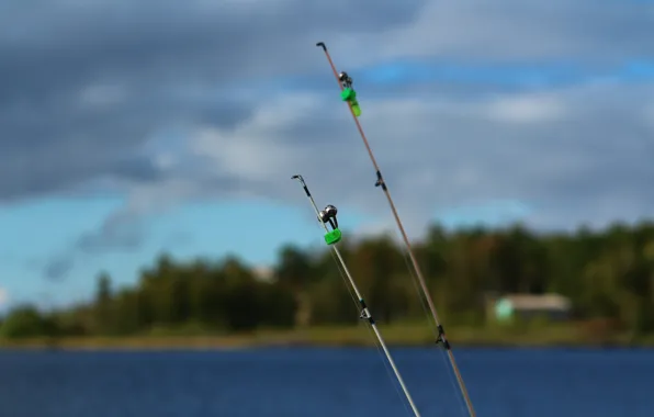 Picture forest, background, stay, fishing