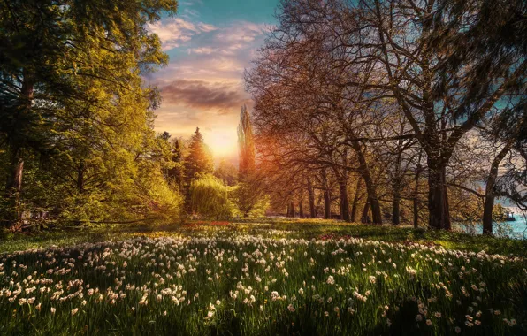 Trees, sunset, flowers, Park, Germany, garden, irises, Germany