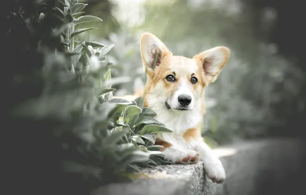 Look, leaves, nature, pose, Bush, portrait, legs, dog