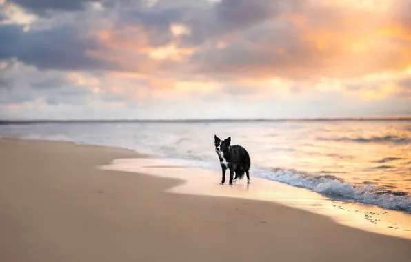 Sand, sea, wave, beach, the sky, look, clouds, light
