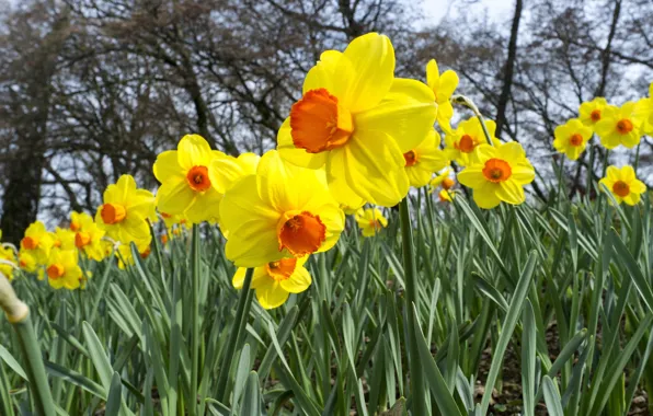 Picture flowers, yellow, spring, garden, flowerbed, daffodils