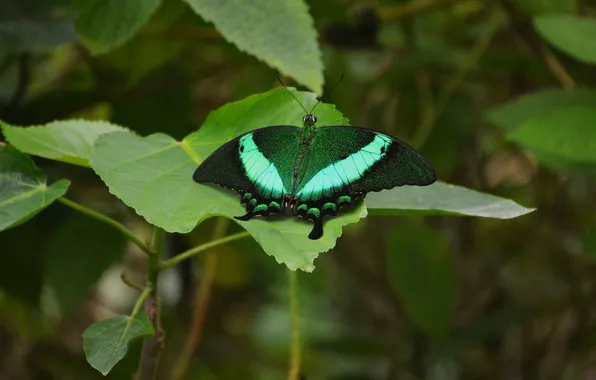 Leaves, microsemi, butterfly, wings, insect, beautiful, closeup
