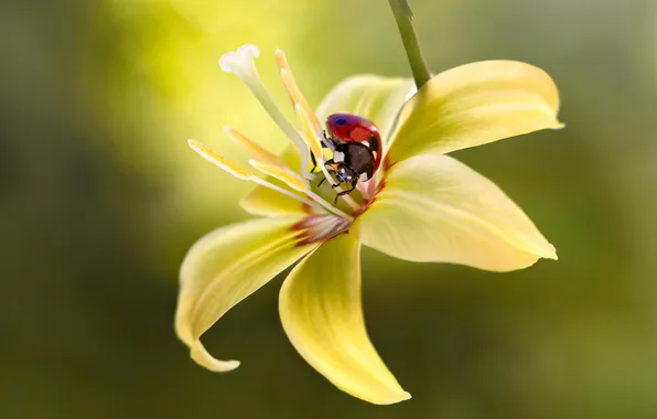 Flower, macro, yellow, ladybug, insect