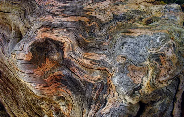 Cracked, background, tree, texture