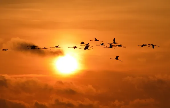 The sky, sunset, birds, nature, flight