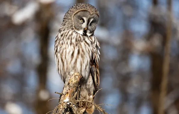 Picture forest, nature, owl, bird