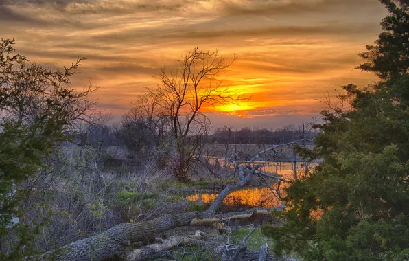 Greens, water, trees, sunset, reflection, spring, log, young
