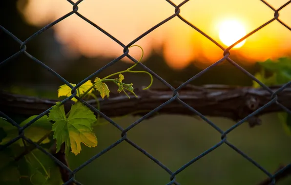 Picture background, mesh, the fence, rostenie