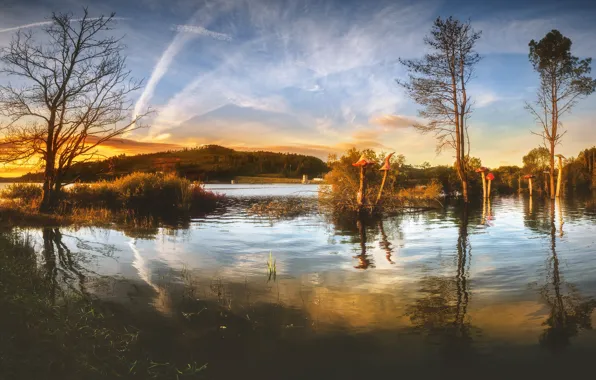 Autumn, grass, water, clouds, light, trees, sunset, branches
