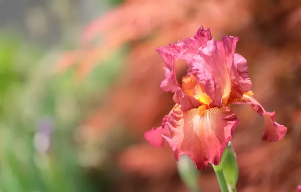 Picture macro, petals, bokeh, iris, iris