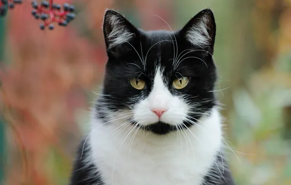 Picture autumn, cat, cat, look, berries, background, portrait, black and white