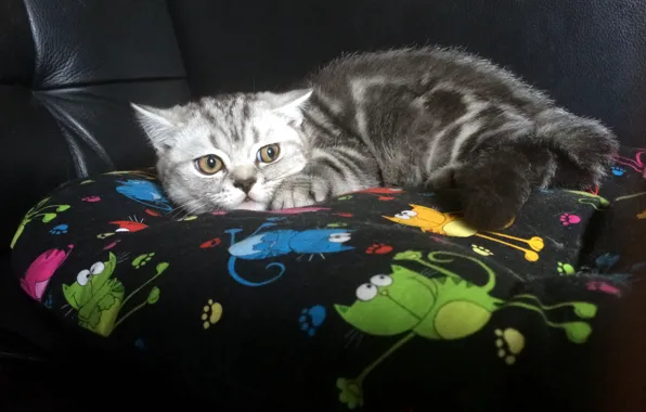 Picture cat, cat, kitty, plays, British, British