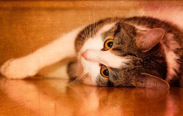 Cat, cat, look, face, orange, pose, background, treatment
