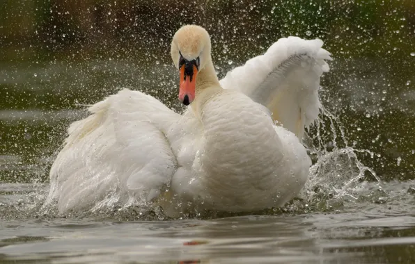 Water, squirt, bird, wings, Swan