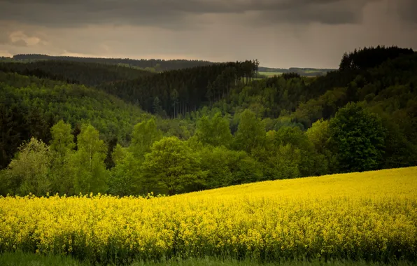 Trees, yellow, field, forest, meadows, rape
