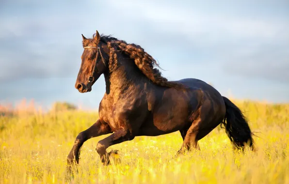 Field, horse, horse, mane