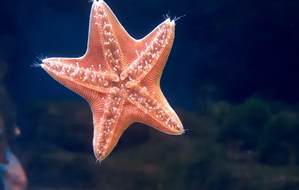 Picture starfish