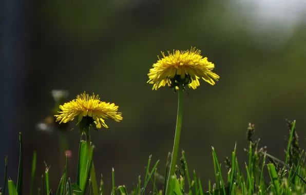 Picture grass, background, spring, dandelions, Duo