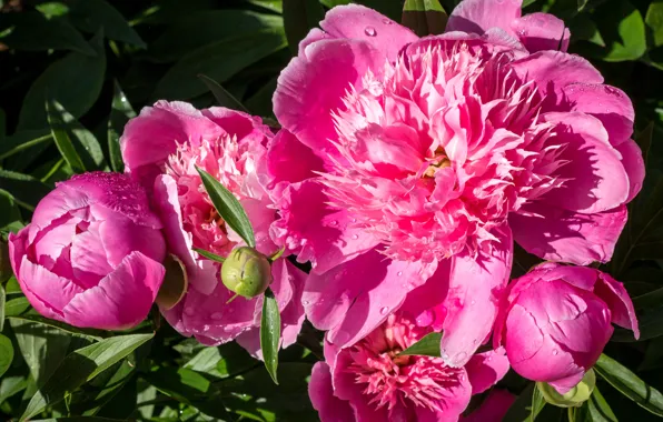 The sun, drops, Pink, pink, color, peonies, Peonies