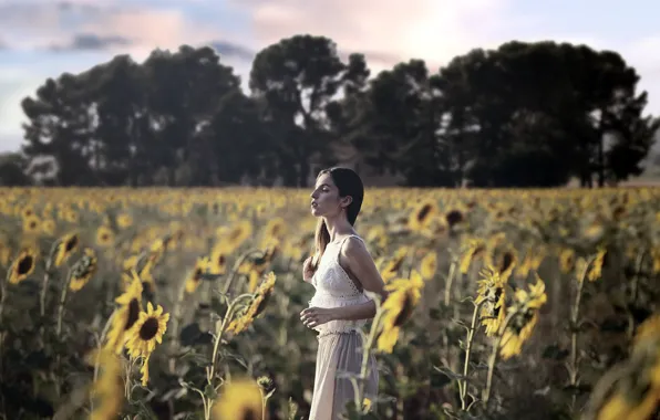 Picture summer, girl, sunflowers