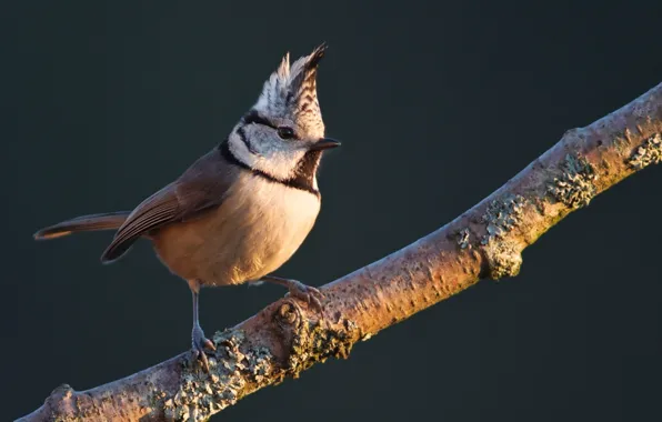 Picture bird, on the branch, Crested tit, grenaderka