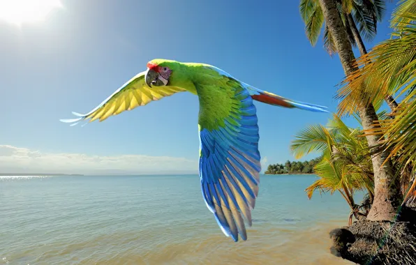 HORIZON, FLIGHT, BIRD, SUMMER, PALM trees, PAINTING, PARROT